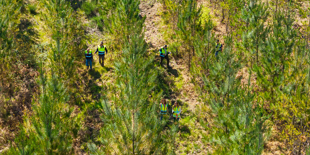 Sonae Arauco identifies the 10 best-performing radiata pine families in Portugal